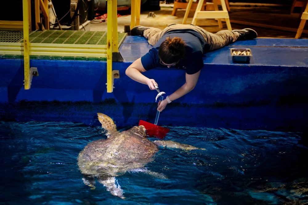 MRI To Help In Treatment Of Injured Sea Turtle