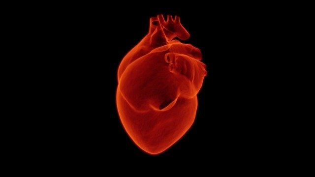 MRI To Study Heart Muscle Activity